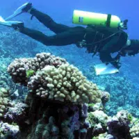 | A regional ecological assessment diver inspects a coral reef | MR Online
